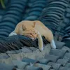 toonhuw_82176