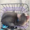 hoaianh_01322