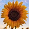 sunflower571077