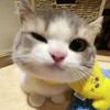 tyasstecuu