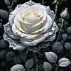 fatmamahamed958