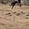 مترك فلاح ابن ذيبه