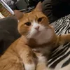 catty.catty036