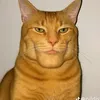 hindipoate13