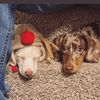 etxminidachshund