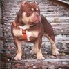 dogmanru_7