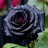 shaima_dlir