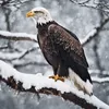 aigle5214