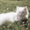 theanemicstrawberrycat