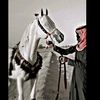 alnaemi44
