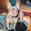 blue_the_french_bulldog0