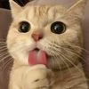 mimoosa__00
