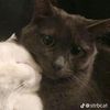 igy6_45onfn