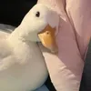 zumi_likesdandyandastro