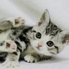 CuddleBugPaws