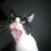 your.pawiryts