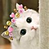 _reyan_alokozay0
