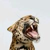 miller_12340