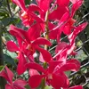 dien.phong0