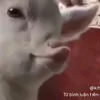 chipxjnhgai19