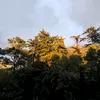 pipidastr6466