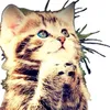 kateeqwr