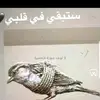 gulistan.kalaf