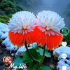 user6541671290781t