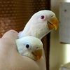 syeds.aviary