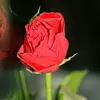 rosaalgaba57