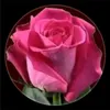 princesse13520