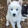 petssupplies15