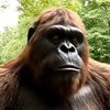 ai videos