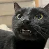 kittykato17