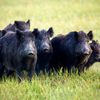 a_pack_of_8_wild_hogs
