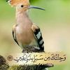 hoot541
