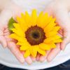 Sunflowerstyle