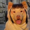 funnydogss001