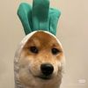 funnycat