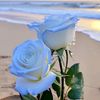 loverali23