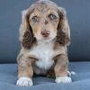 Mini Dachshund Puppies