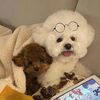 Cutedogs012