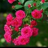 hossain48371