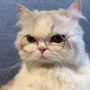 nekodarake