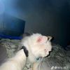 jaxx_lucsal