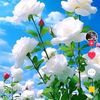 myo.chit8538