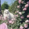 wwwreodnht6