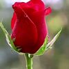 haqfarasat