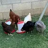 clucks.and.feathers