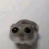 rehezzjr
